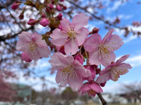 画像　「カワヅザクラ」（早咲き）