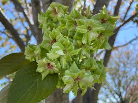 画像　「ギョイコウ」（遅咲き）