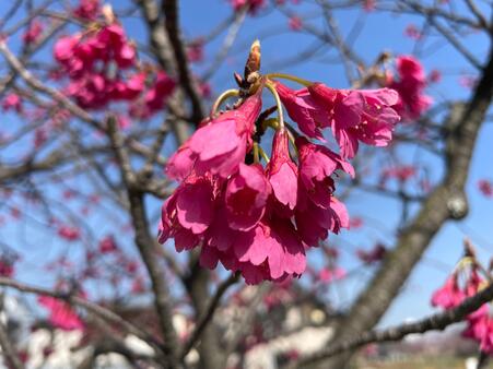 画像　「カンヒザクラ」（早咲き）