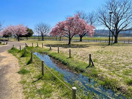 画像　「水と緑」・桜の風景（広場西側／3月）