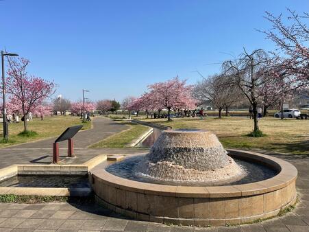 画像　「湧泉（ゆうせん）」と桜（広場西側／3月）