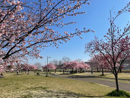 画像　美しい桜の風景（広場西側／3月）