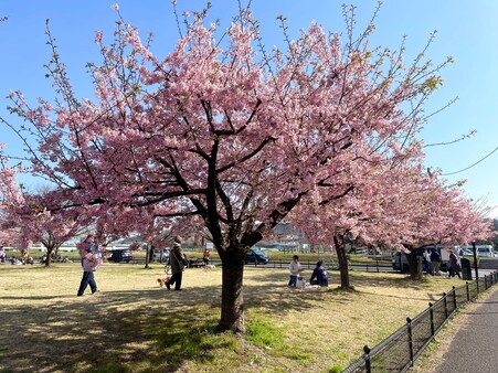 画像　早咲き「カワヅザクラ」（広場西側／3月）