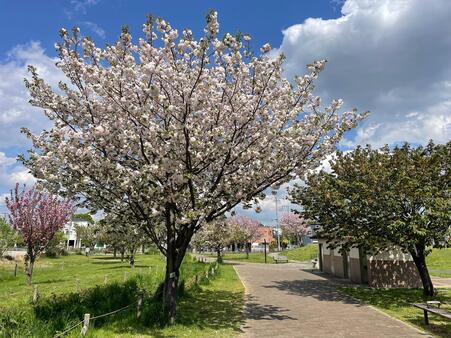 画像　桜の咲き誇る園路（広場中央／4月）