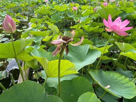 画像　つぼみから花咲き、散るハスの姿