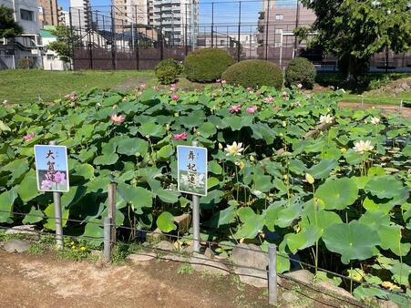 画像　正面 左が「大賀蓮」（おおがはす）右が「舞妃蓮」（まいひれん）