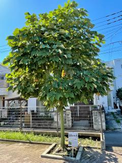 被爆樹木二世 アオギリ ｢平和の木｣