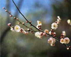 画像　市の花「うめ」