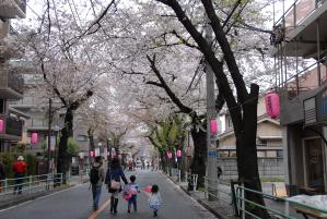 画像　桜祭りの様子