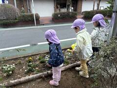 sakuradoori