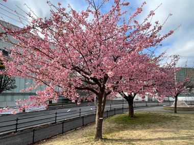 金塚桜広場の画像