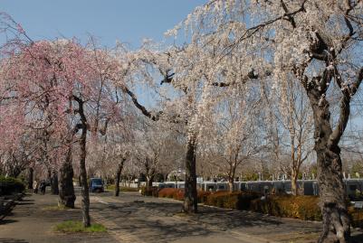 画像　多磨霊園