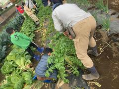 画像 田植えの様子