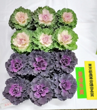 最優秀賞のハボタン