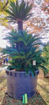 最優秀賞のソテツ