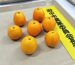 府中市農業委員会長賞のきんかん