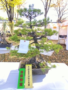 最優秀賞の五葉松