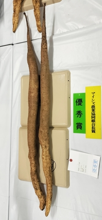 優秀賞の長いも