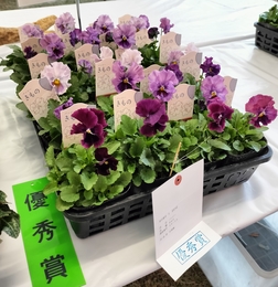 優秀賞のパンジー