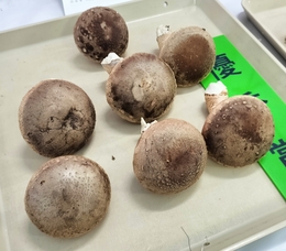 優秀賞のしいたけ