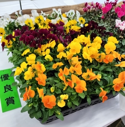 優良賞のビオラ