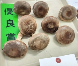 優良賞のしいたけ