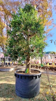 最優秀賞のヤマモモ