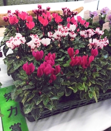 努力賞のガーデンシクラメン
