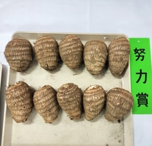 努力賞のさといも