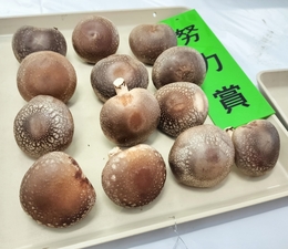 努力賞のしいたけ