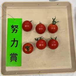 努力賞の中玉トマト