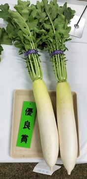 優良賞のだいこん