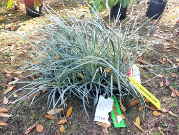 最優秀賞のノシランビッタータス