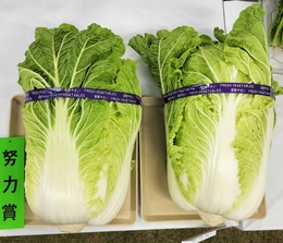 努力賞のはくさい