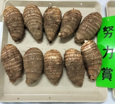努力賞のさといも