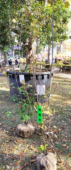 優秀賞の白モジ