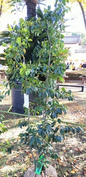 優良賞のソヨゴ