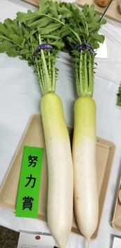 努力賞のだいこん