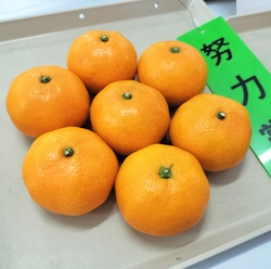 努力賞のみかん