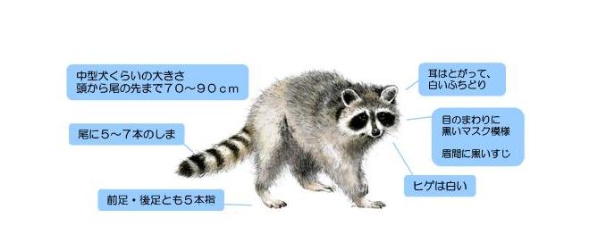 アライグマの特徴、中型犬くらいの大きさ、頭から尾の先まで70ｃｍから90ｃｍ、尾に5から7本のしま、耳はとがって、白いふちどり、　目のまわりに黒いマスク模様、眉間に黒いすじ、ひげは白い