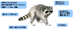 アライグマのイラスト