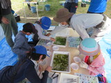 画像　水生生物観察