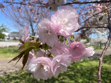 画像　「イチヨウ」（中咲き）