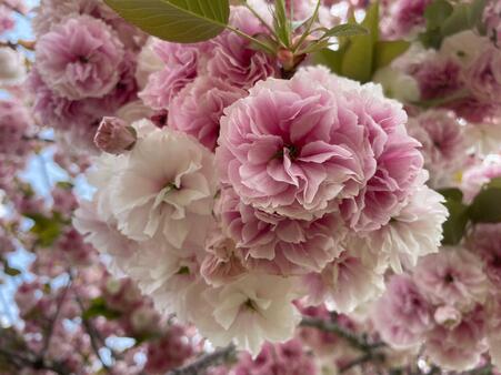画像　「フゲンゾウ」（遅咲き）