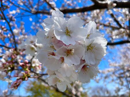 画像　「ソメイヨシノ」（中咲き）