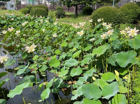 画像　「舞妃蓮」（手前）