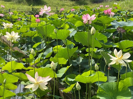 画像　「舞妃蓮」（手前）と「大賀蓮」（奥）