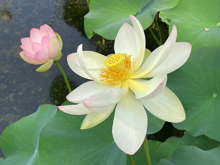 画像　「舞妃蓮」