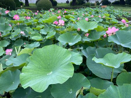 画像　「大賀蓮」の大きな葉と花