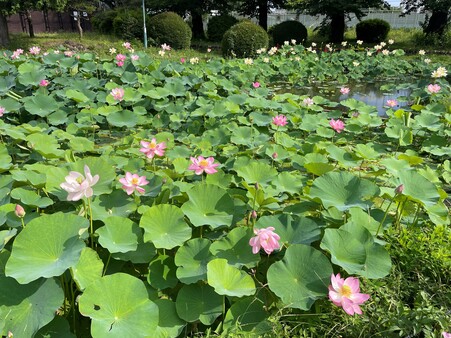 画像　「大賀蓮」（手前）